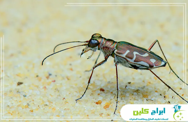 شركة مكافحة البعوض بجدة