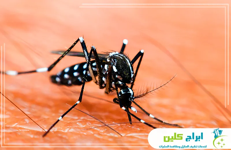 افضل شركة مكافحة البعوض بجدة