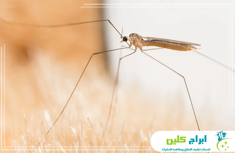 شركة مكافحة البعوض بجدة