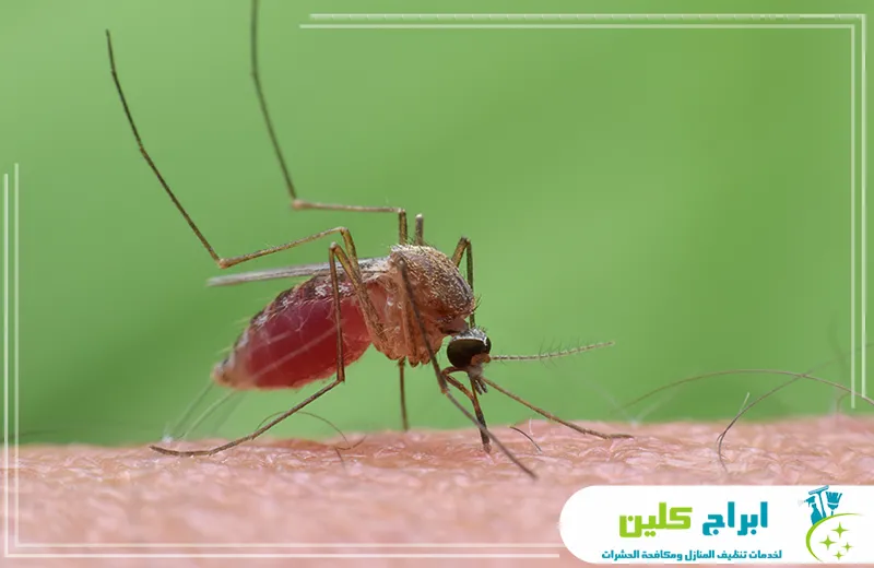 مكافحة البعوض في الحدائق بجدة