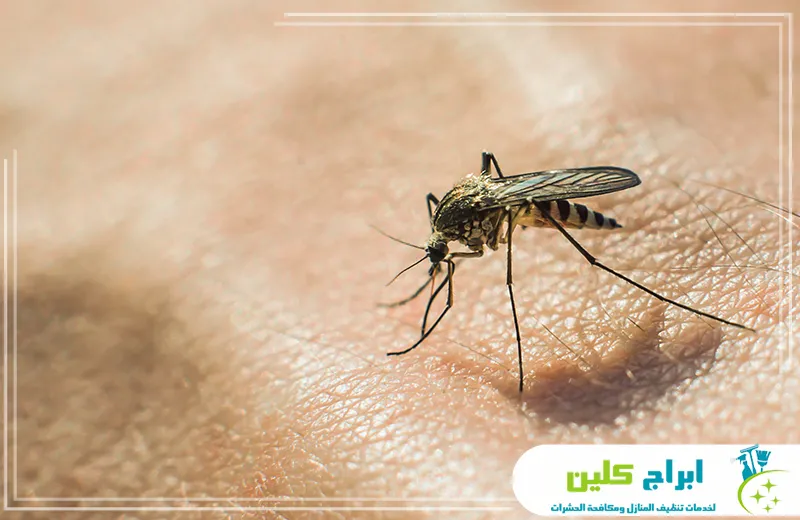 اجهزة التي نستخدمها في مكافحة البعوض بجدة