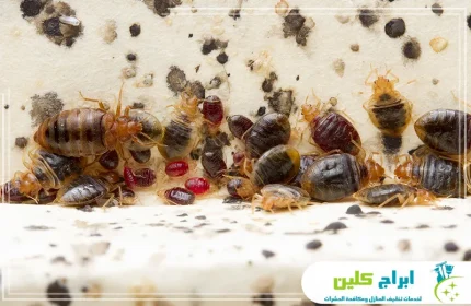 شركة مكافحة بق الفراش بجدة