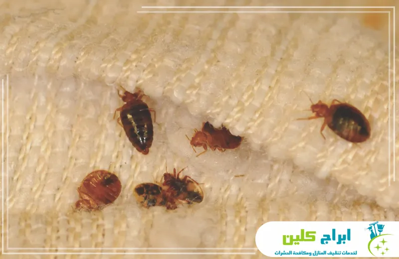 افضل شركة مكافحة بق الفراش بجدة