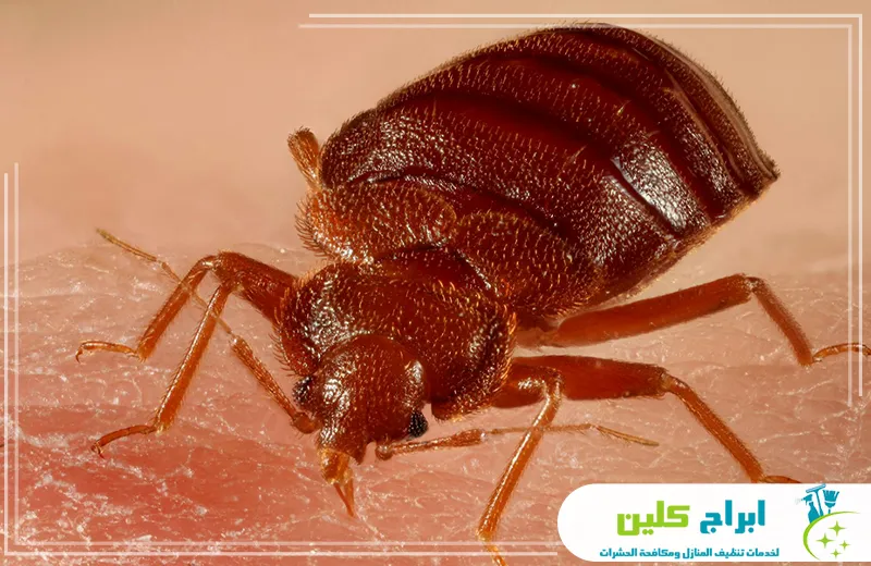 شركة مكافحة بق الفراش بجدة