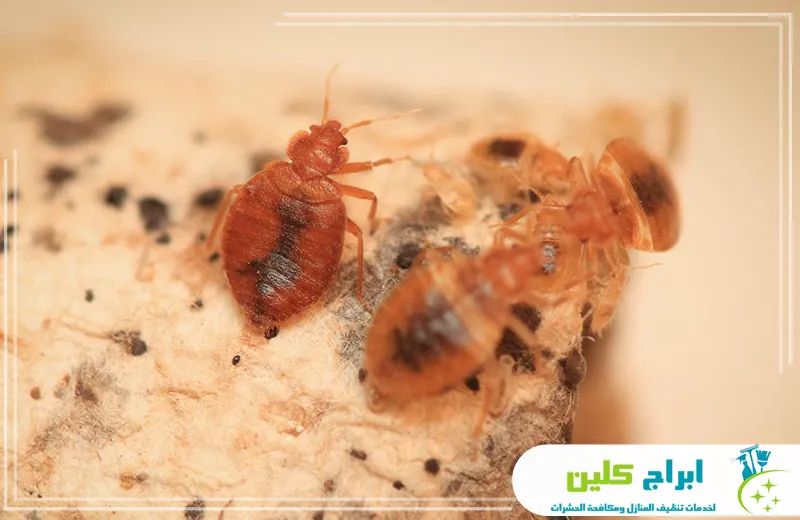 مكافحة البق في المنزل بجدة