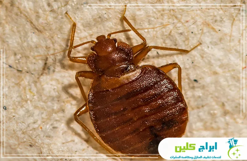 اسعار شركة مكافحة بق الفراش بجدة