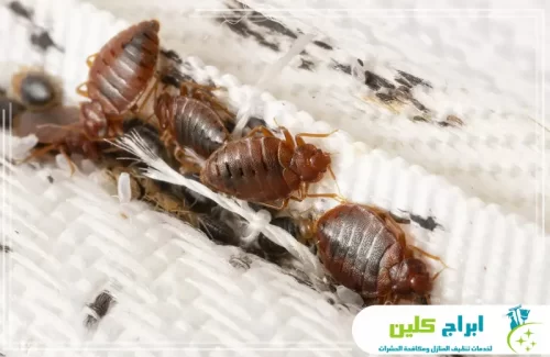 أفضل شركة مكافحة بق الفراش في جدة 0550234190 ابراج كلين حشرات بق بالغة وبويضات صغيرة منتشرة على درزات المرتبة.