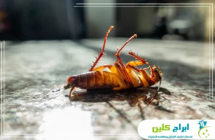 شركة مكافحة الصراصير بجدة