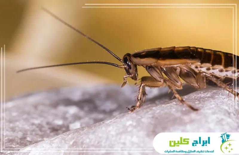 مكافحة صراصير المطبخ بجدة مكافحة صراصير المطبخ بجدة