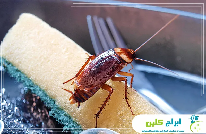 افضل شركة مكافحة صراصير بجدة افضل شركة مكافحة صراصير بجدة