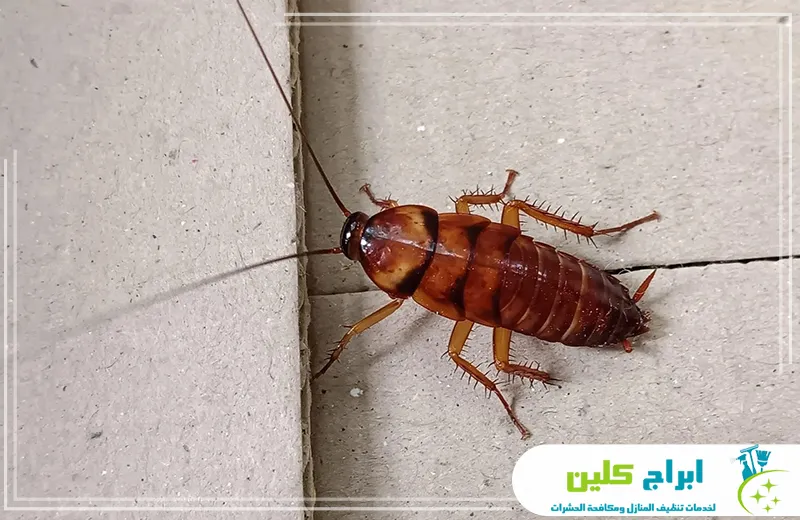 شركة إبادة الصراصير بجدة شركة إبادة الصراصير بجدة