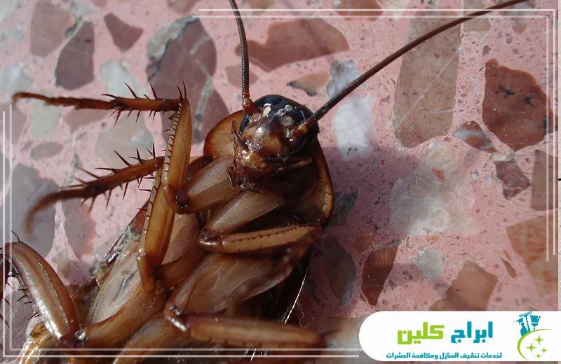 شركة رش مبيدات بجدة شركة رش مبيدات بجدة