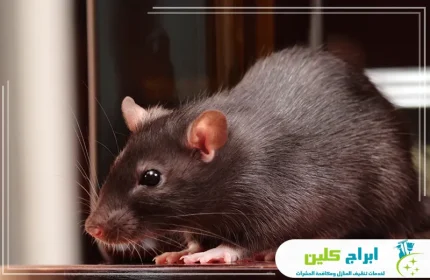 شركة مكافحة الفئران بجدة