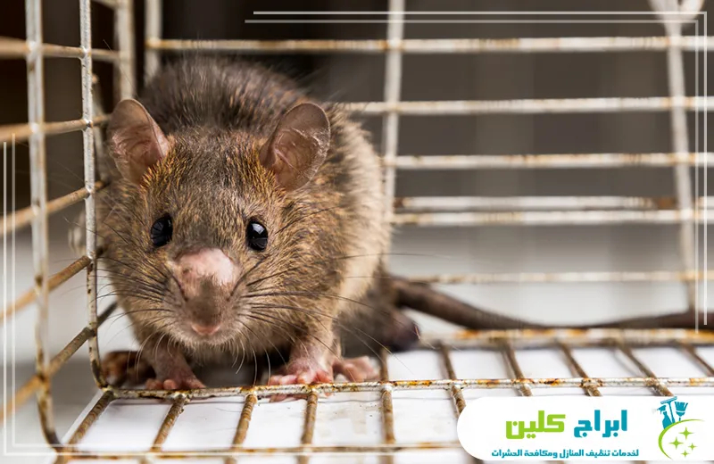 مكافحة الفئران بجدة مع الضمان مكافحة الفئران بجدة مع الضمان