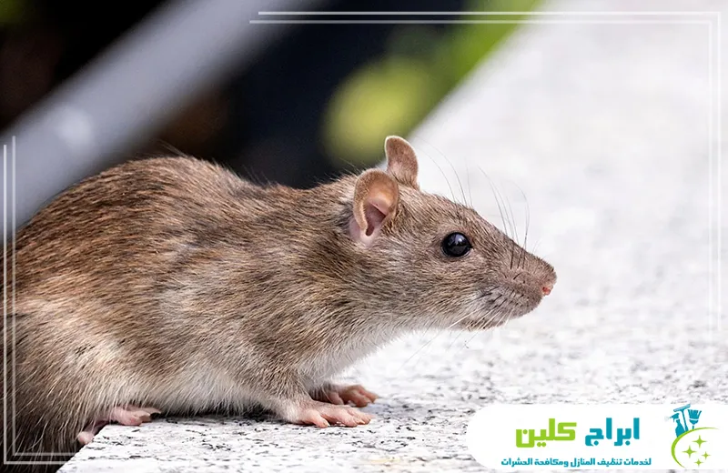 شركة مكافحة القوارض بجدة شركة مكافحة القوارض بجدة