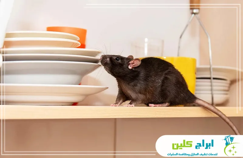 ارخص مكافحة قوارض بجدة ارخص مكافحة قوارض بجدة