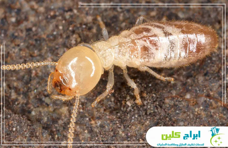 شركة مكافحة النمل الابيض بجدة