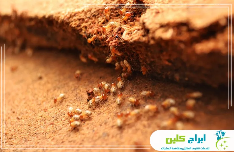 افضل شركة مكافحة النمل الابيض بجدة