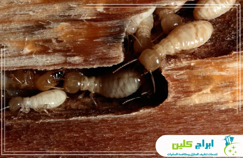 خدمات شركة مكافحة النمل الابيض بجدة