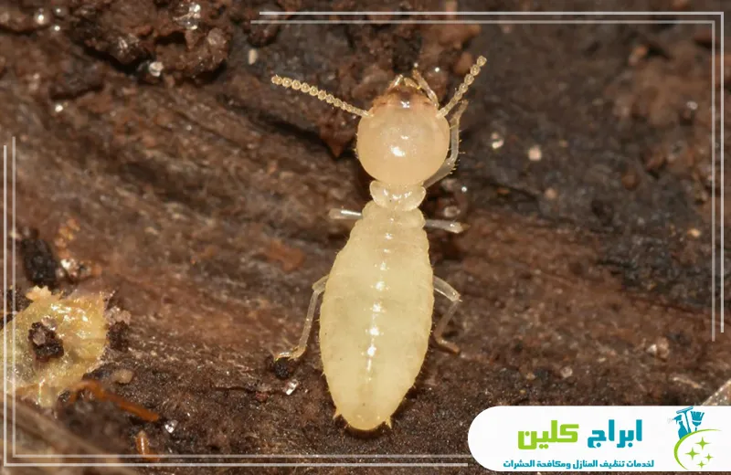 شركة رش الرمة بجدة