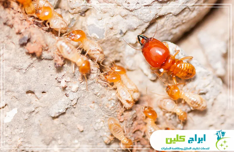 شركة مكافحة النمل بجدة شركة مكافحة النمل بجدة