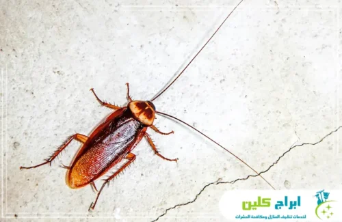 مكافحة الحشرات في جازان مكافحة الحشرات في جازان