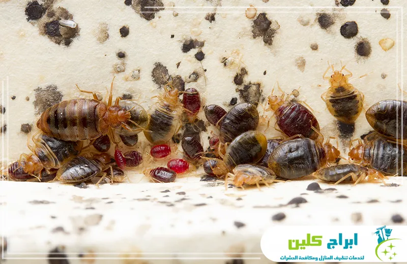 شركة رش بق الفراش بجازان 0550234190 ابراج كلين تقدم شركتنا في جازان خدمات متخصصة في رش بق الفراش بأحدث الطرق الآمنة والفعالة، مع ضمان جودة عالية وسرعة في التنفيذ للحفاظ على صحة وسلامة منزلكم.