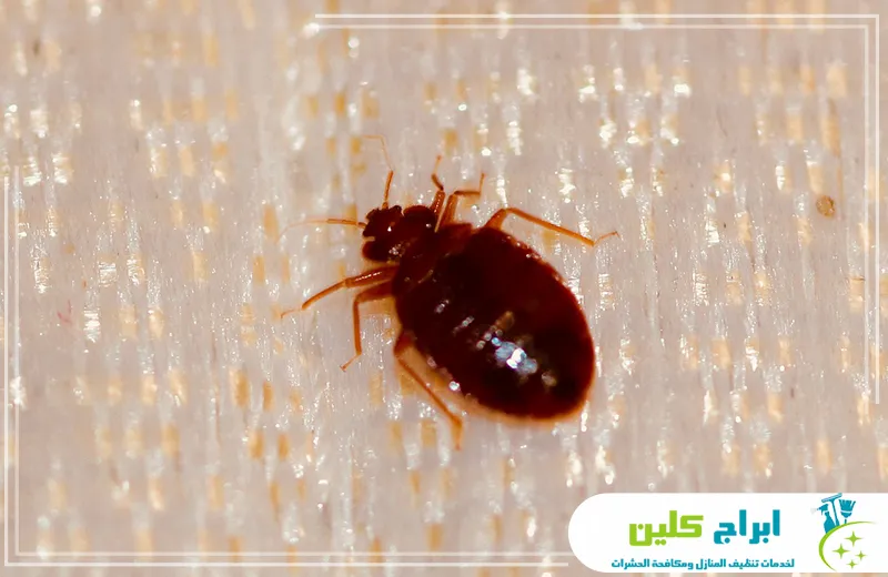 معدات مكافحة بق الفراش بجازان 0550234190 ابراج كلين شركتنا متخصصة في توفير أفضل معدات مكافحة بق الفراش في جازان، حيث نوفر أدوات فعّالة وآمنة لضمان القضاء على هذه المشكلة بكفاءة وسرعة عالية.