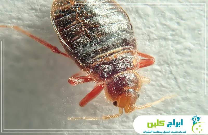 شركة اباده بق الفراش بجازان 0550234190 ابراج كلين نحن نوفر في شركتنا أفضل خدمات شركة إبادة بق الفراش بجازان، مع الاعتماد على أحدث التقنيات لضمان القضاء الكامل على البق وحماية منزلك بأمان وفعالية.