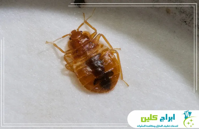 أفضل شركة مكافحة بق الفراش بجازان 0550234190 ابراج كلين شركتنا توفر أفضل خدمات مكافحة بق الفراش في جازان، باستخدام أحدث التقنيات والمواد الآمنة لضمان إزالة كاملة وراحة تامة للعملاء.