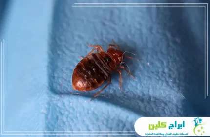 شركة مكافحة بق الفراش بجازان