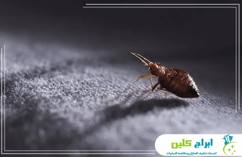 ارخص شركة مكافحة بق الفراش بجازان 0550234190 ابراج كلين تتميز شركتنا في جازان بتقديم أرخص خدمات مكافحة بق الفراش بكفاءة عالية، مع الاعتماد على أحدث المعدات والأساليب الآمنة لضمان بيئة منزلية صحية وخالية من البق بشكل كامل وفعال.