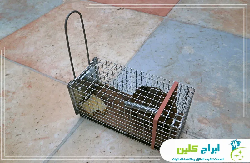 افضل شركة مكافحة فئران بجازان افضل شركة مكافحة فئران بجازان