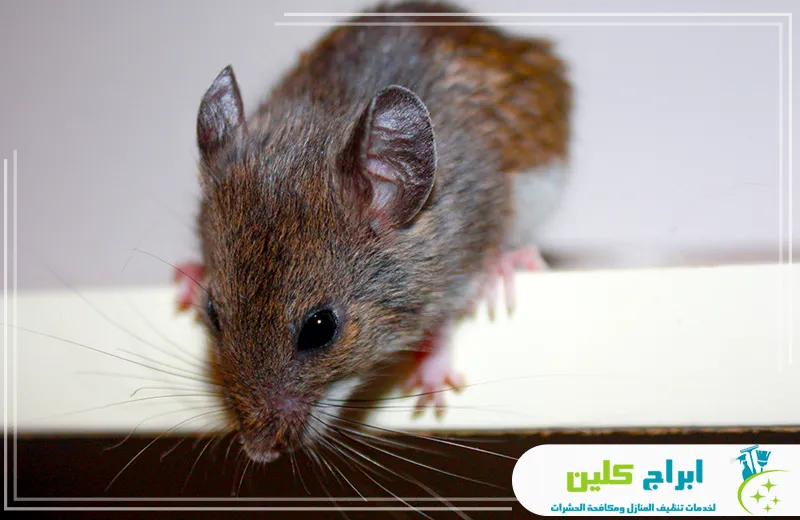 اجهزة شركة مكافحة الفئران بجازان اجهزة شركة مكافحة الفئران بجازان