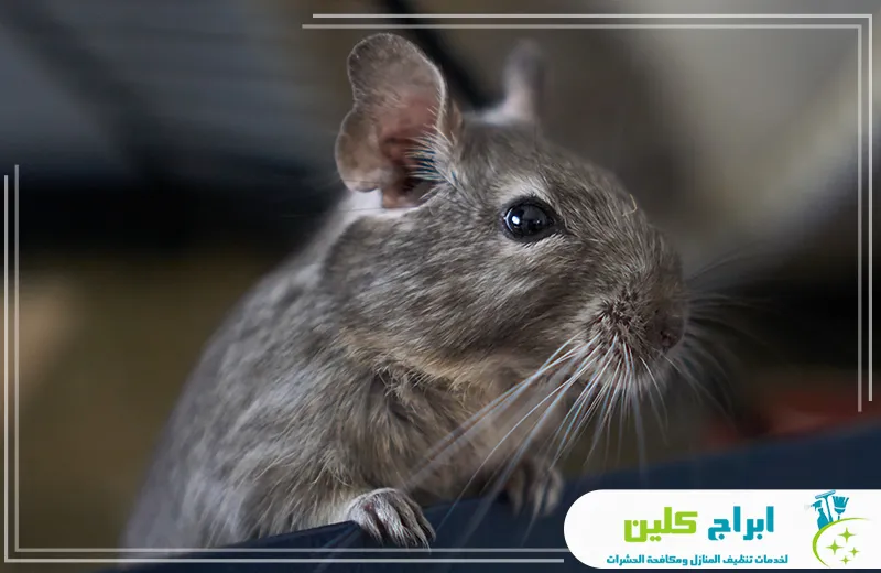 شركة مكافحة فئران بجازان