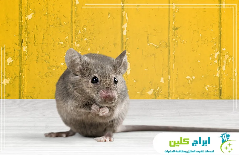 أرخص شركة مكافحة الفئران بجازان أرخص شركة مكافحة الفئران بجازان