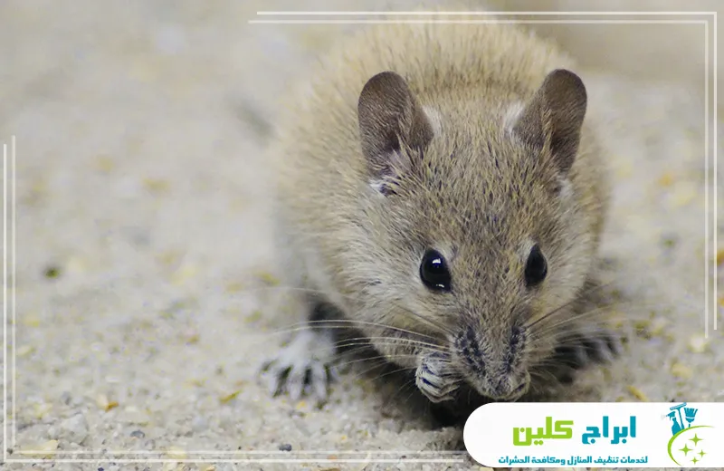 مكافحة الجرذان بجازان مكافحة الجرذان بجازان