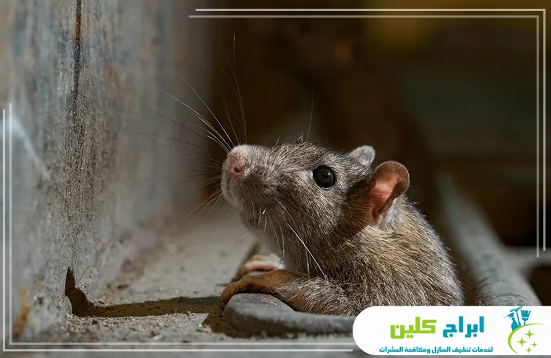 شركة صيد الفئران بجازان شركة صيد الفئران بجازان