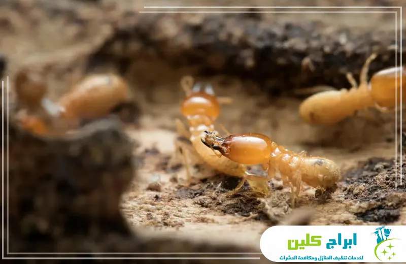 افضل شركة مكافحة النمل الابيض بجازان افضل شركة مكافحة النمل الابيض بجازان