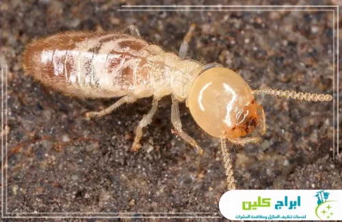 شركة مكافحة النمل الاسود بأبوعريش 0550234190 شركة أبراج كلين فحص دقيق للنمل الأبيض لتحديد نوع الفصيلة وطريقة الإبادة.