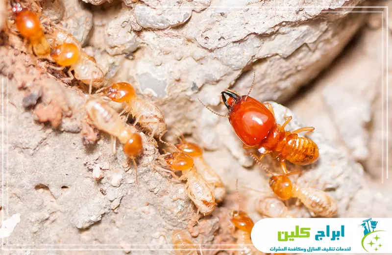 شركة مكافحة النمل الابيض بأبوعريش