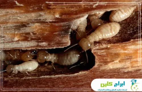 شركة ابادة النمل الابيض بأبوعريش 0550234190 شركة أبراج كلين تنتشر الحشرات داخل تجاويف الخشب، حيث يظهر بعضها وهو يتحرك بعمق داخل الثقوب