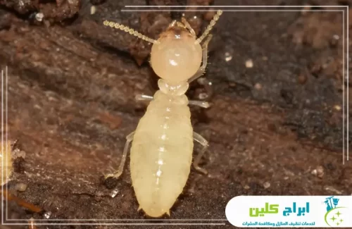 شركة رش النمل الابيض بأبوعريش 0550234190 شركة أبراج كلين فحص دقيق لكشف مستعمرات النمل الأبيض المخفية بالأجهزة