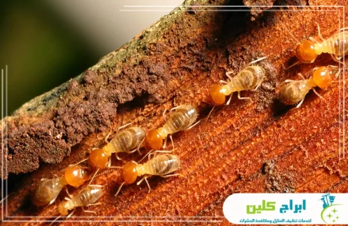 مكافحة النمل الأبيض قبل البناء بصبيا 0550234190 شركة ابراج كلين فحص دقيق لممرات النمل الأبيض داخل الأخشاب لضمان إبادة شاملة من الجذور.