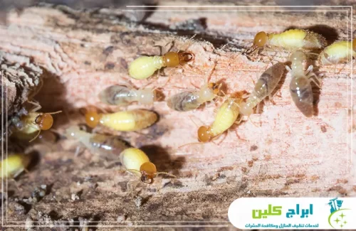 مكافحة النمل الأبيض في المنزل بصبيا 0550234190 شركة ابراج كلين تجمعات كثيفة للنمل الأبيض داخل الأخشاب؛ نقضي على المستعمرة من الجذور بضمان معتمد.