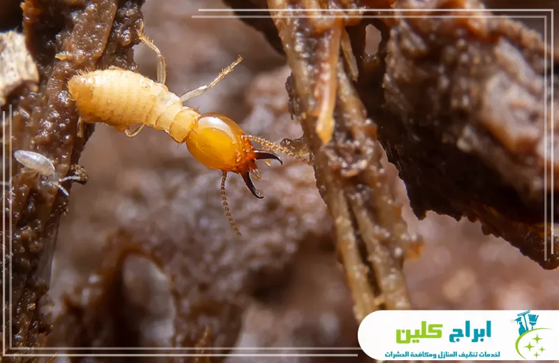 شركة مكافحة النمل الابيض بصبيا