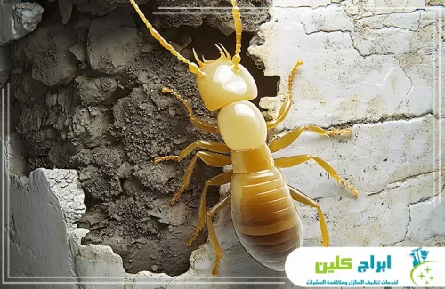علاج النمل الأبيض في الجدار بصبيا 0550234190 شركة ابراج كلين فحص دقيق لتسلل النمل الأبيض عبر الشقوق؛ حلولنا الهندسية تمنع الاختراق وتؤمن منزلك.