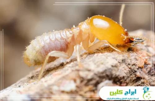 شركة مكافحة النمل الأبيض بصامطة رخيصة 0550234190 شركة ابراج كلين فحص مجهري دقيق لتحديد فصائل النمل الأبيض وضمان الإبادة النهائية.