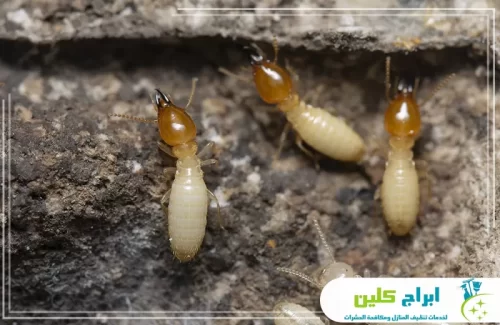 شركة مكافحة النمل الأبيض بصامطة معتمدة 0550234190 شركة ابراج كلين نمل أبيض في مرحلة التوسع؛ نستخدم تقنيات حديثة لإبادة المستعمرة من جذورها