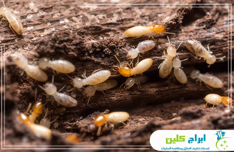 شركة مكافحة النمل الأبيض بصامطة